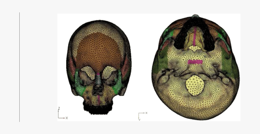 Drosophila Melanogaster, HD Png Download, Free Download