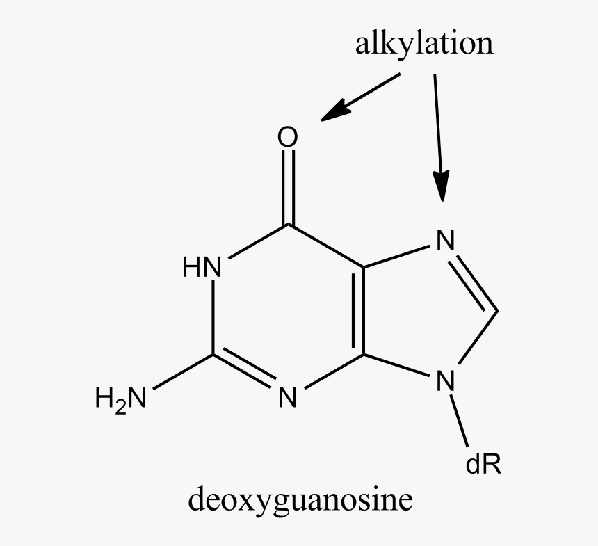 Alkylation Guanine - Alkylation Of Guanine, HD Png Download, Free Download