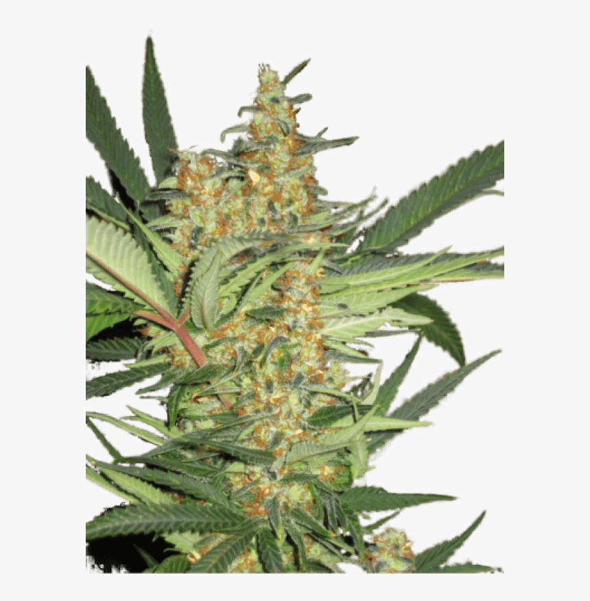 Seedsman Seeds, HD Png Download, Free Download