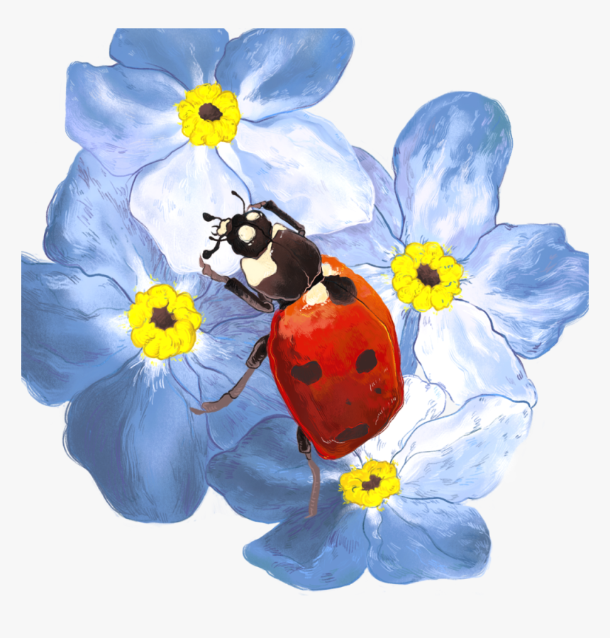 Lady Beetle , Png Download - Forget-me-not, Transparent Png, Free Download