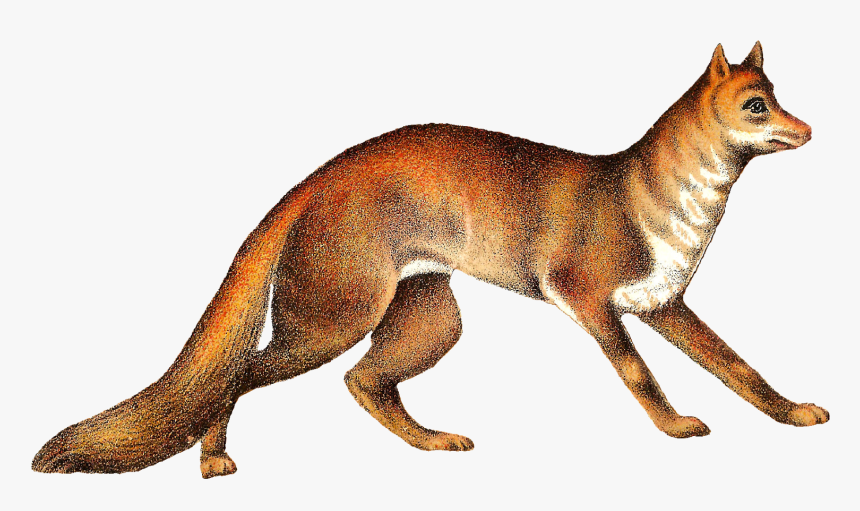 Antique Images Free Animal Clip Art Buffalo Fox Antique - Antique Fox Png, Transparent Png, Free Download