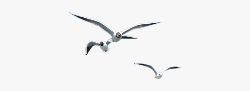 Laughing Gull, HD Png Download, Free Download