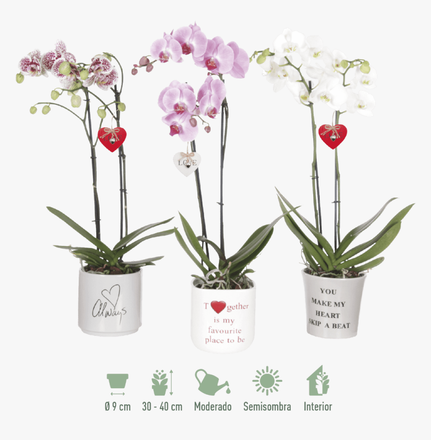 Moth Orchid, HD Png Download, Free Download