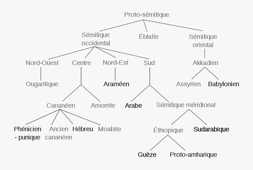 Arbre Des Langues Sémitiques - Origine De La Langue Arabe, HD Png Download, Free Download