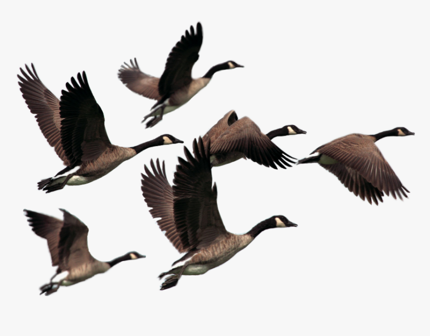 Wild Geese, HD Png Download, Free Download