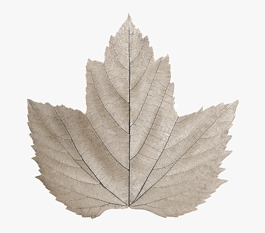 Maple Leaf , Png Download - Maple Leaf, Transparent Png, Free Download