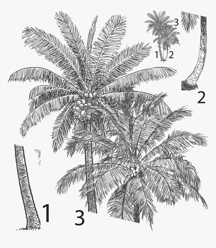 Diagram Of Coconut Tree, HD Png Download, Free Download