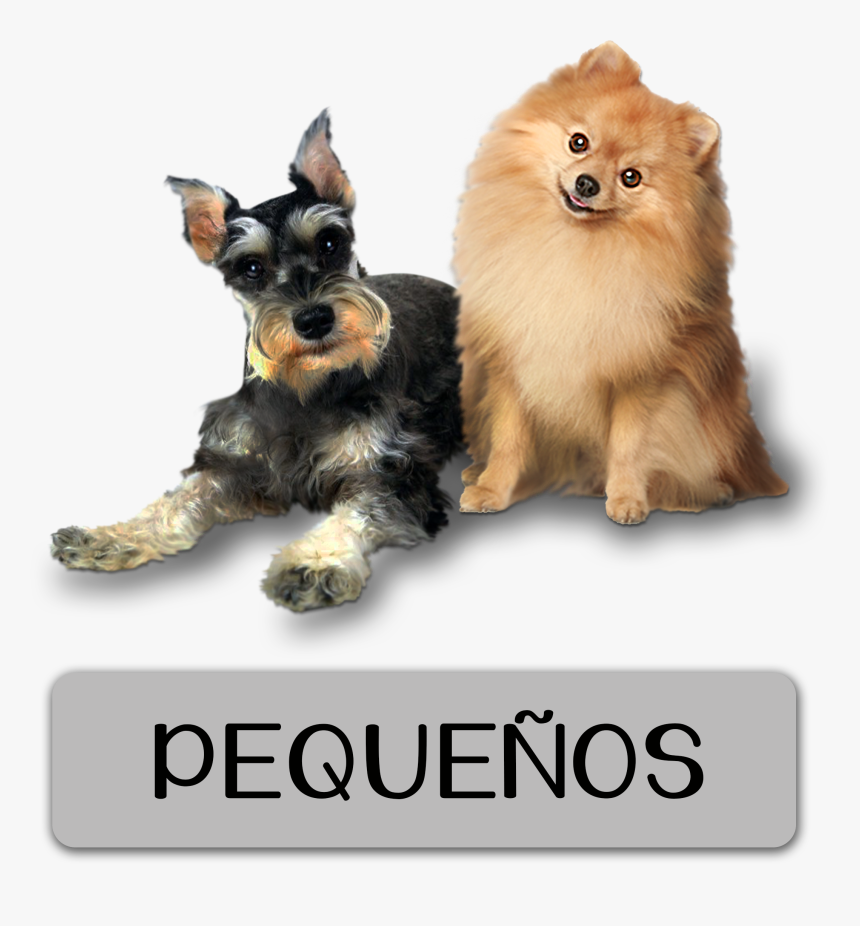 Alimento Nutritivo Para Perros Pequeños , Png Download - Pomeranian, Transparent Png, Free Download