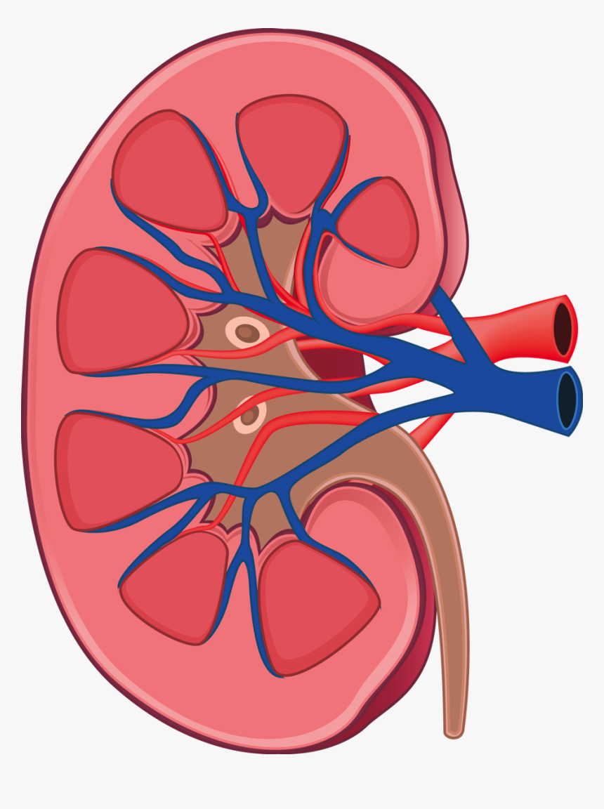 Kidney Png, Transparent Png, Free Download