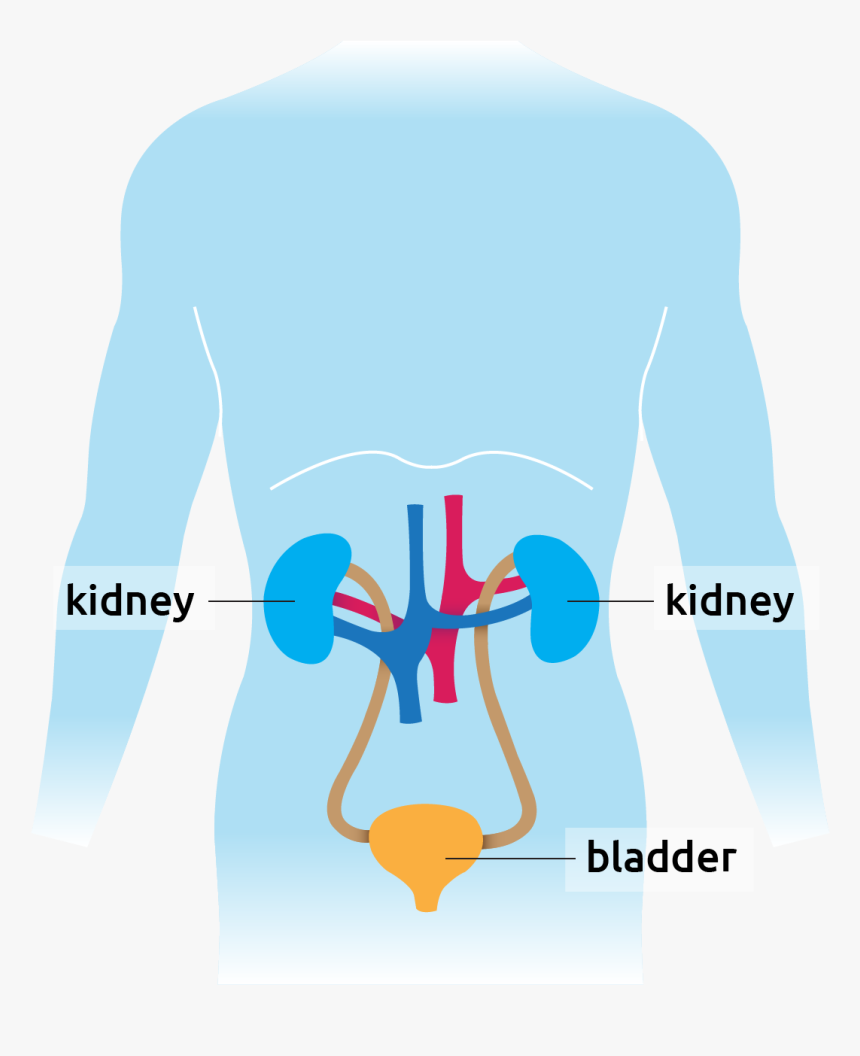 Human Diagram Showing Kidney And Bladder - Graphic Design, HD Png Download, Free Download