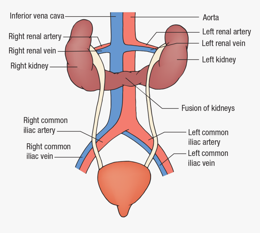 Diagram, HD Png Download, Free Download