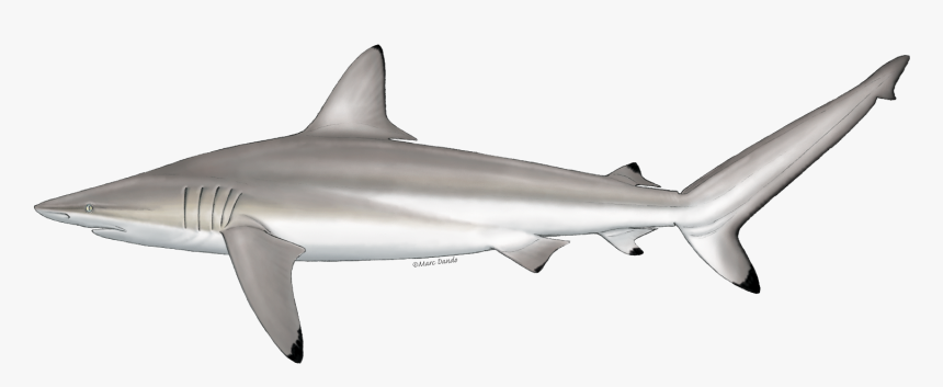 Spinner Shark, HD Png Download, Free Download