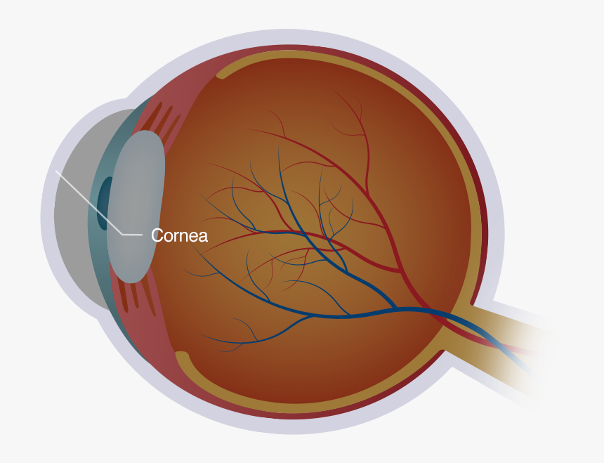 Diagram Of The Eye And Cornea - Circle, HD Png Download, Free Download