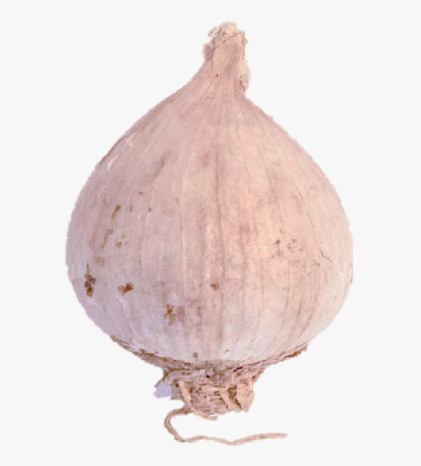 Ajo Macho - Elephant Garlic, HD Png Download, Free Download