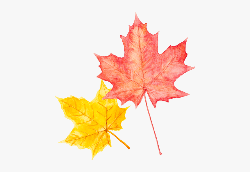 Maple Leaf, HD Png Download, Free Download