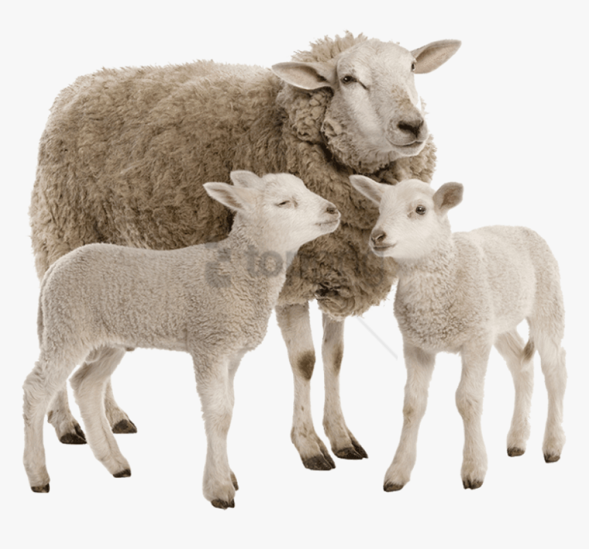 Family,goats,fawn - Carneiro Png, Transparent Png, Free Download