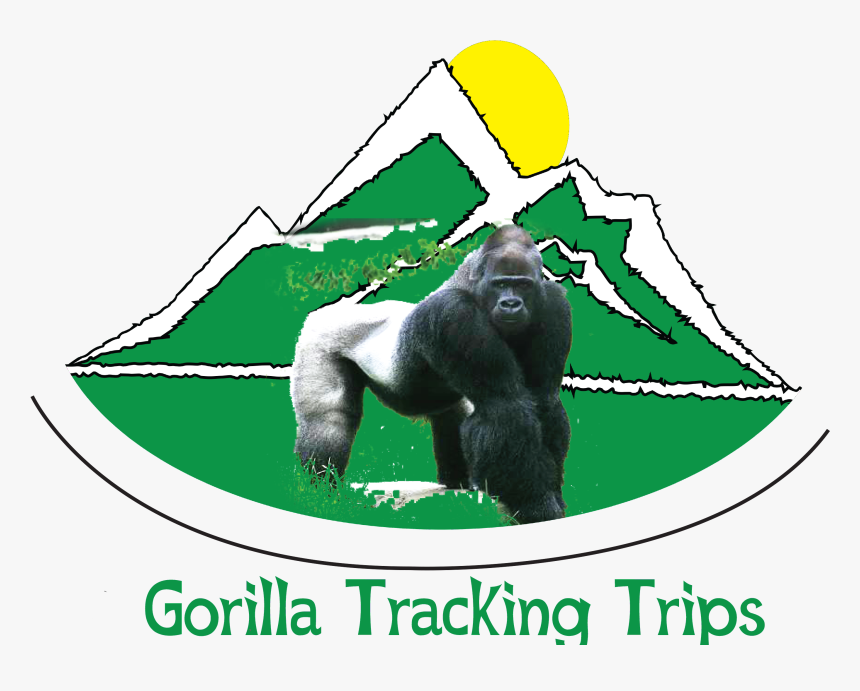 Gorilla Tracking Trips - Silverback Gorilla, HD Png Download, Free Download