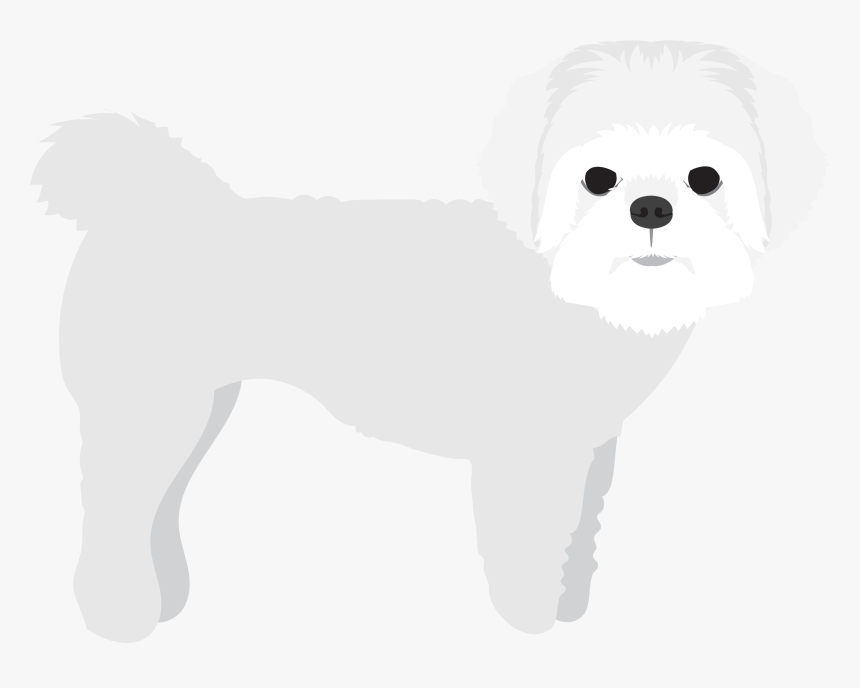 Maltese, HD Png Download, Free Download