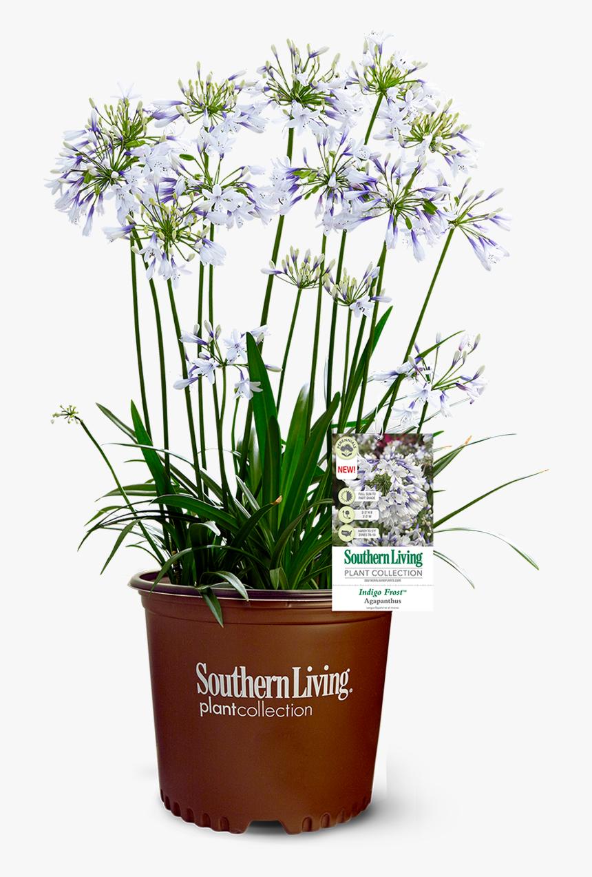 Agapanthus, HD Png Download, Free Download