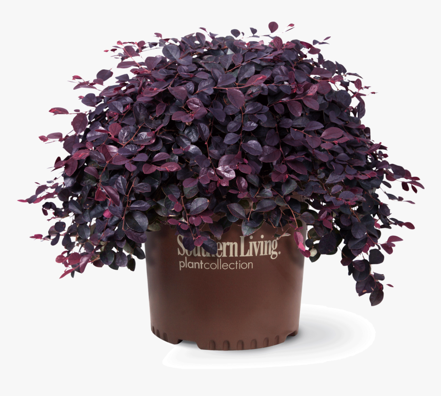 Purple Pixie Loropetalum In Branded Pot - Crimson Fire Loropetalum 3 Gallon, HD Png Download, Free Download