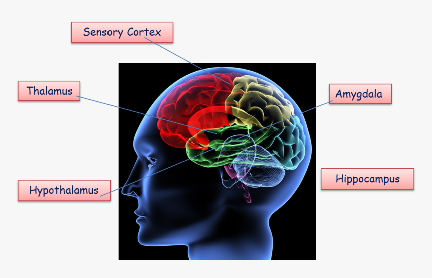 Human Brain, HD Png Download, Free Download