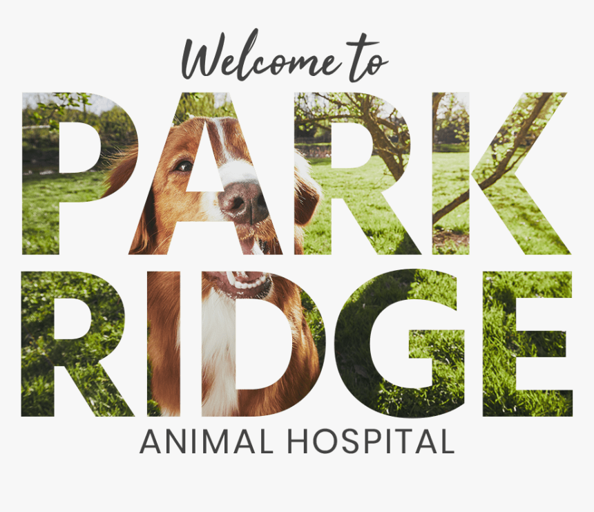 Park Ridge Video Overlay - Grass, HD Png Download, Free Download