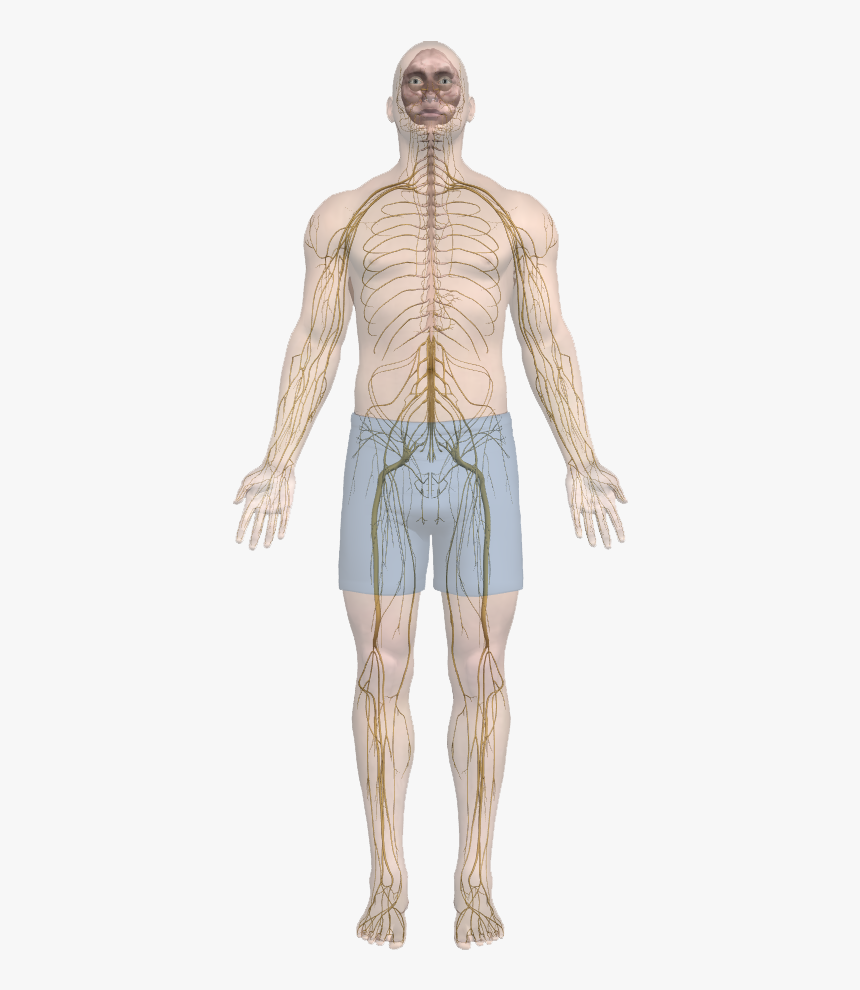 Body-nerves - Male, HD Png Download, Free Download