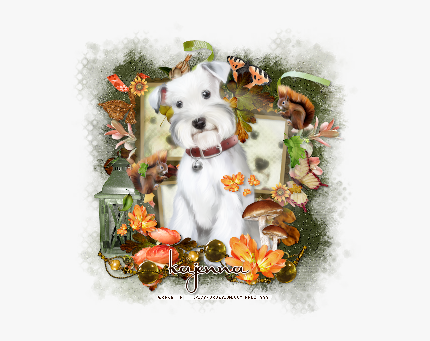 K Autumnpromise Kajenna - Miniature Schnauzer, HD Png Download, Free Download