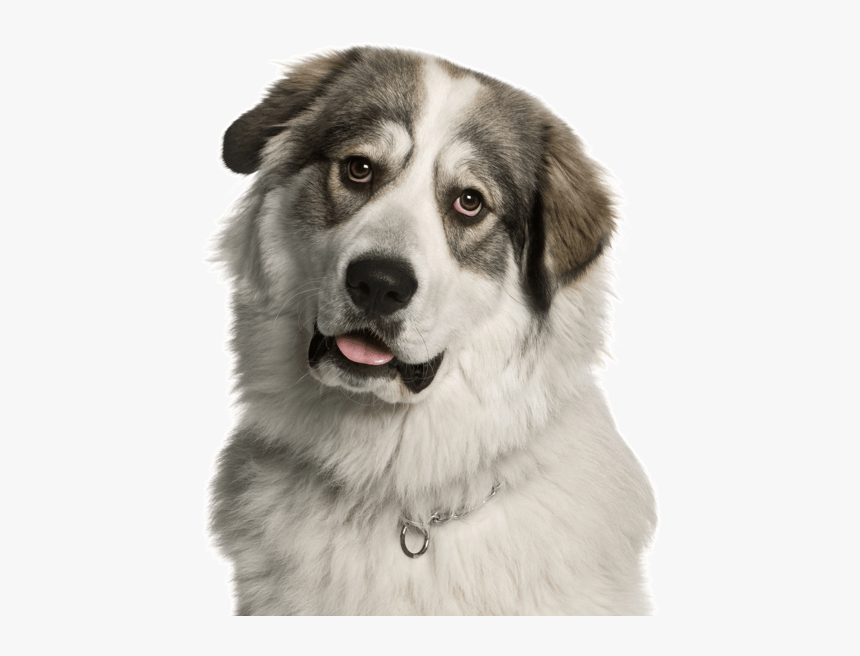 Great Pyrenees, HD Png Download, Free Download