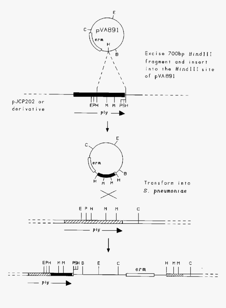 Diagram, HD Png Download, Free Download