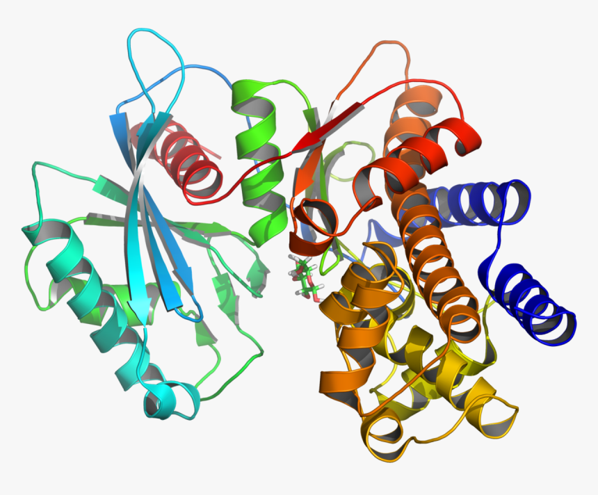 Enzyme Glucokinase, HD Png Download, Free Download