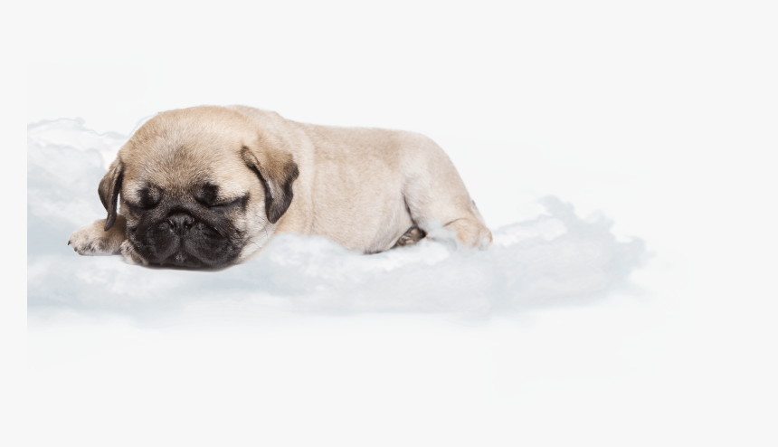 Pug Sleeping On A Cloud Dreaming - Dog Sleeping In A Cloud, HD Png Download, Free Download