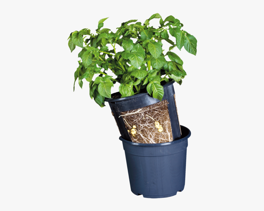 Potato Pot, HD Png Download, Free Download