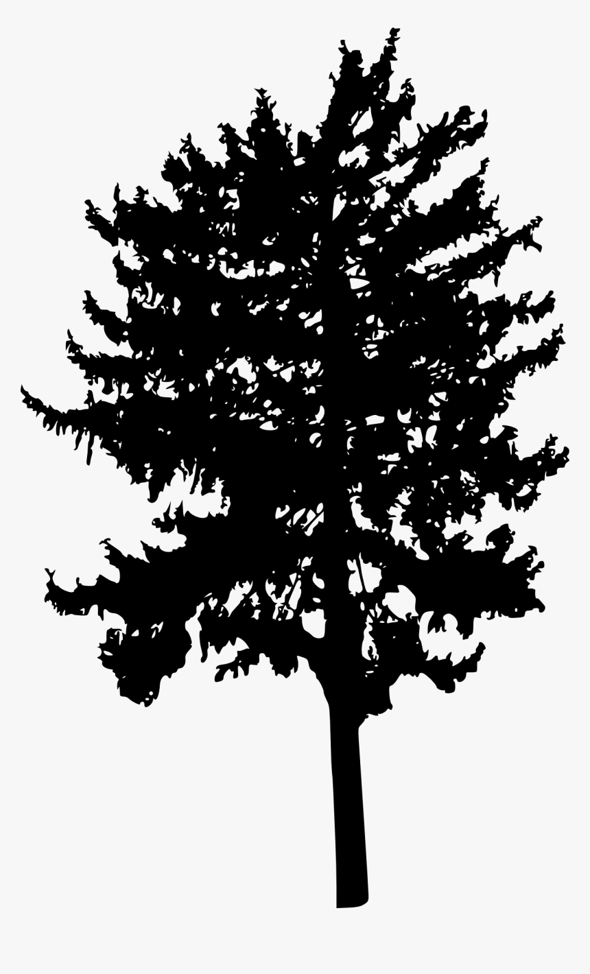 Tree Woody Plant Branch Conifers - Tree, HD Png Download, Free Download