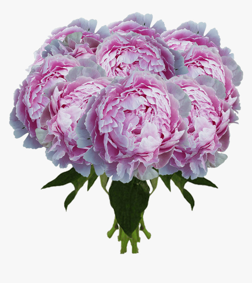 Light Pink Peonies - Rosa × Centifolia, HD Png Download, Free Download