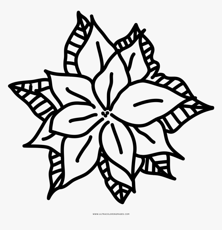 Poinsettia Coloring Page - Poinsettia Coloring Pages, HD Png Download, Free Download