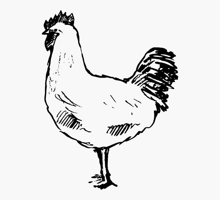 Hen Rubber Stamp - Rooster, HD Png Download - kindpng