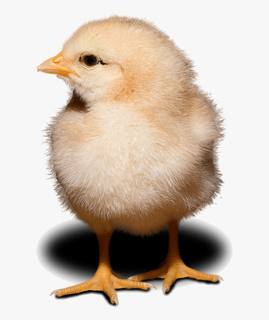 Chick, HD Png Download, Free Download