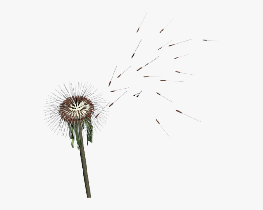 Dandelion , Png Download - Dandelion, Transparent Png, Free Download