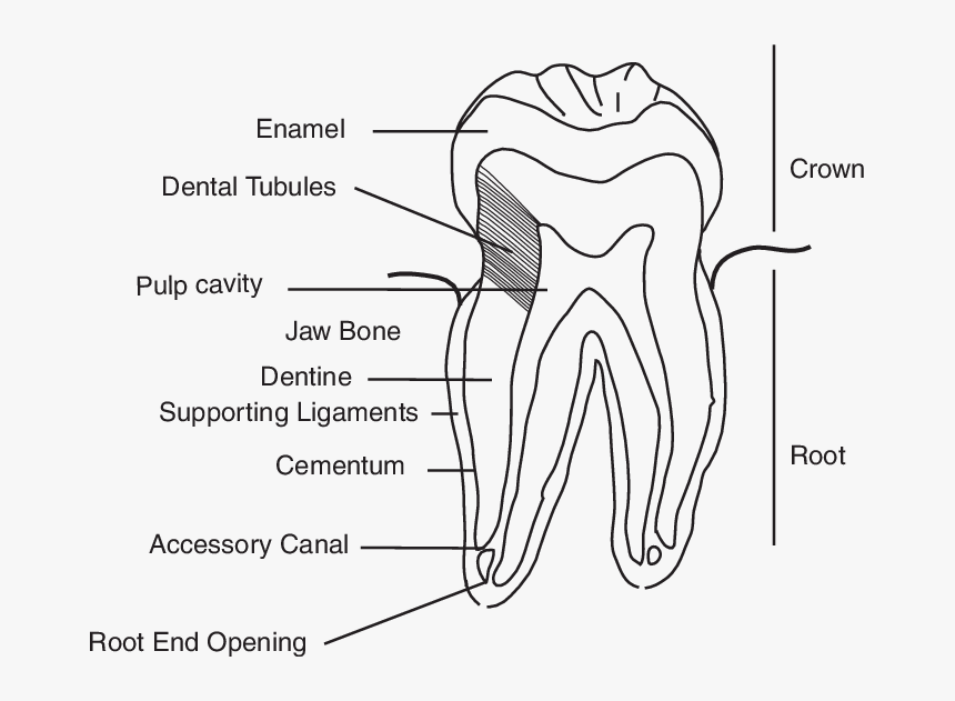 Dentinal Tubules On A Tooth, HD Png Download, Free Download