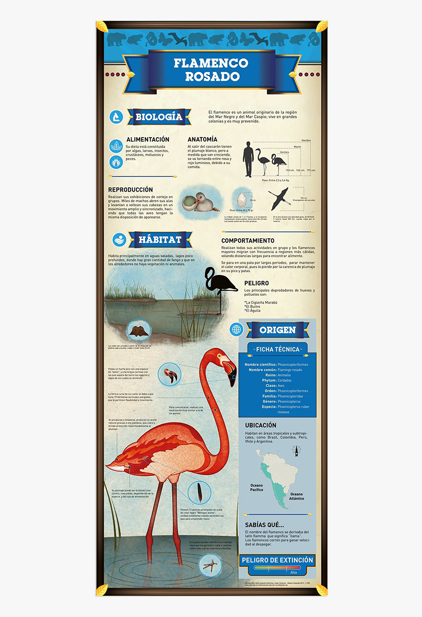 Greater Flamingo, HD Png Download, Free Download