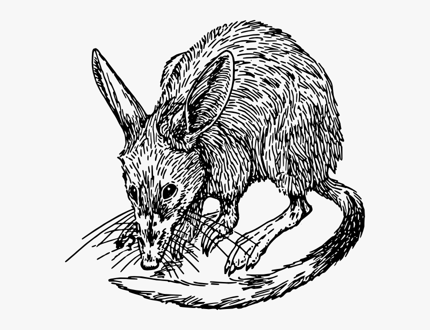 Drawing Of A Bandicoot, HD Png Download, Free Download