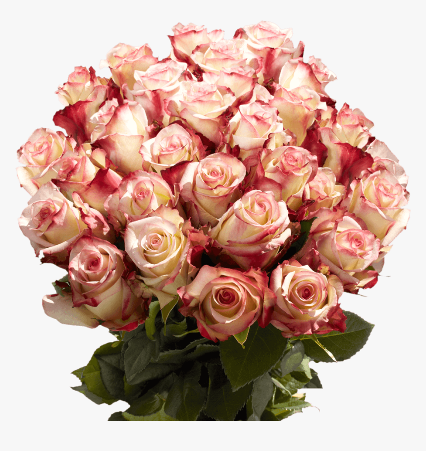 Extra Long Stemmed Burgundy Cream Roses - Garden Roses, HD Png Download, Free Download