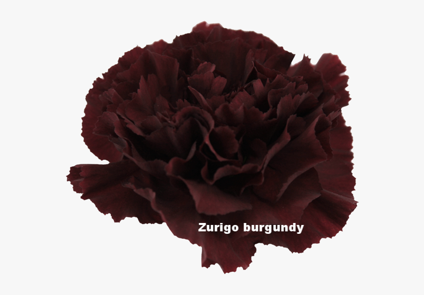 Zurigo Burgundy - Carnation, HD Png Download, Free Download