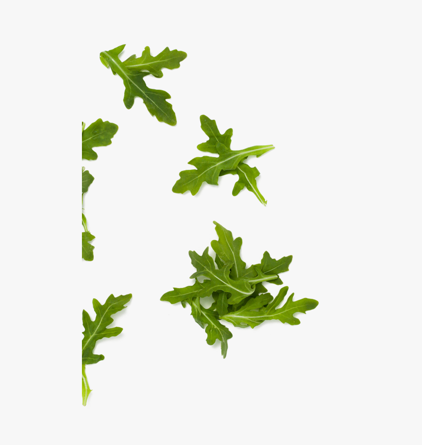 Arugula, HD Png Download, Free Download