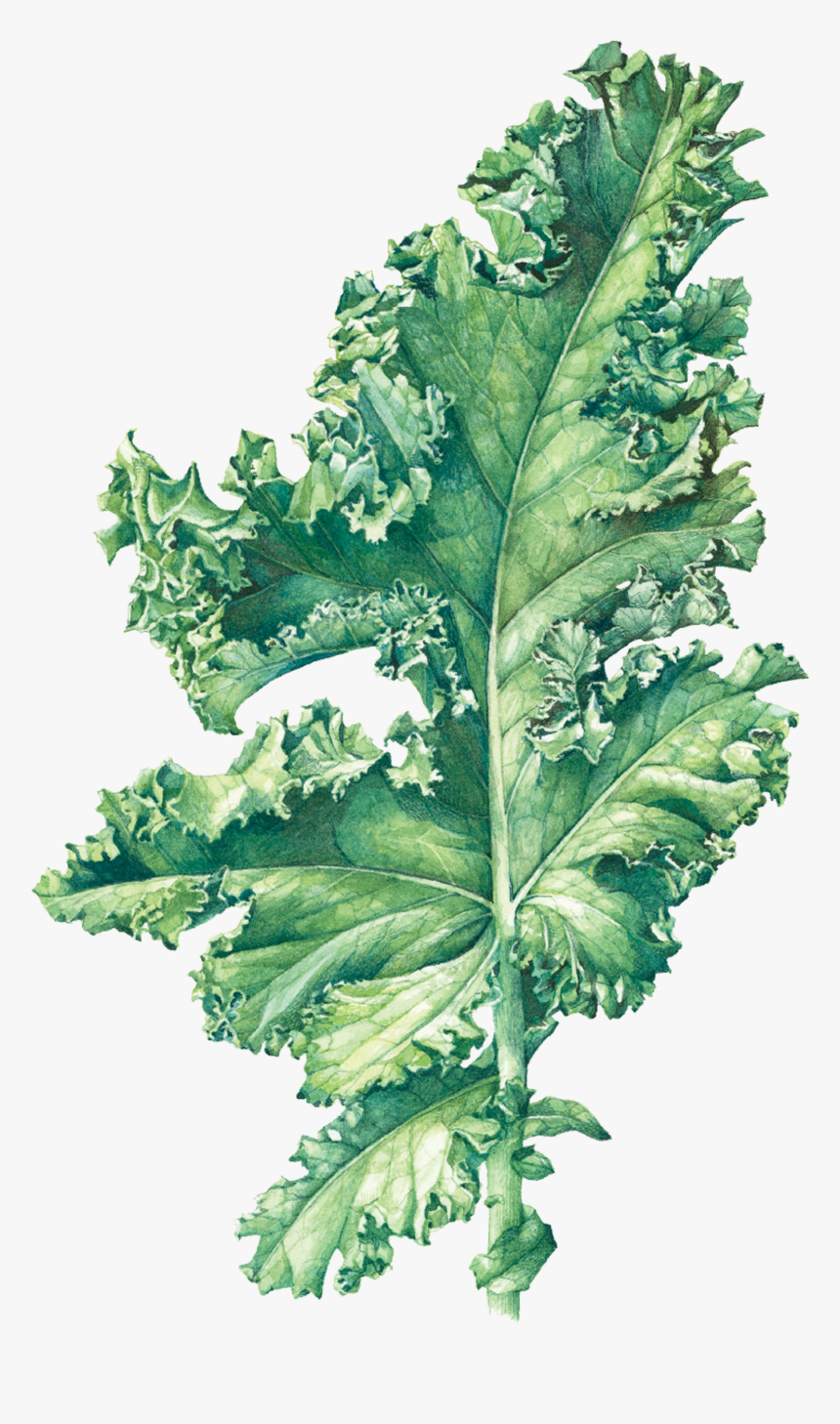 Arugula Png, Transparent Png, Free Download