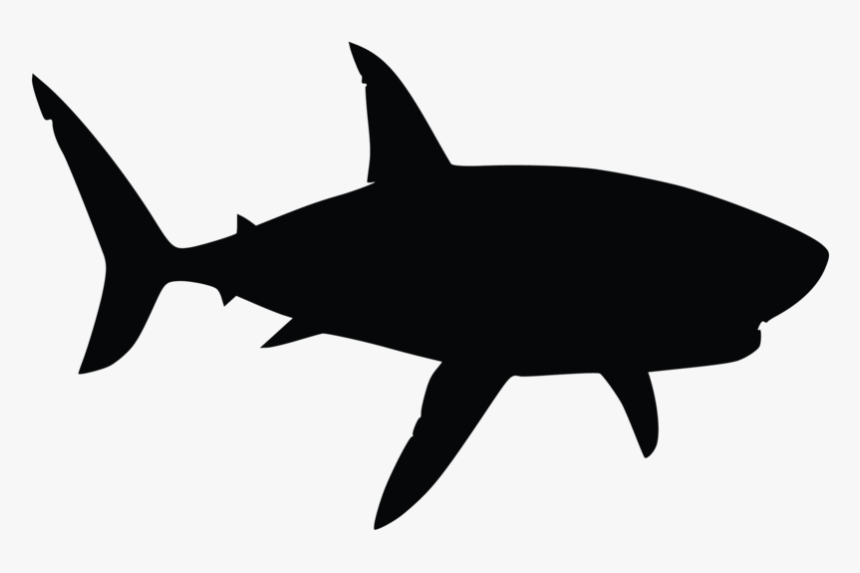 Shark, HD Png Download, Free Download