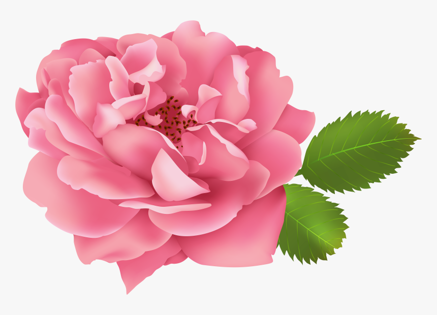 Bush Clipart Gardem - Garden Roses, HD Png Download, Free Download