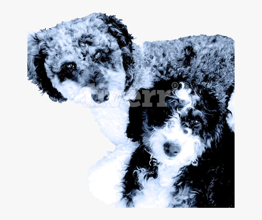 Wire Hair Fox Terrier, HD Png Download, Free Download