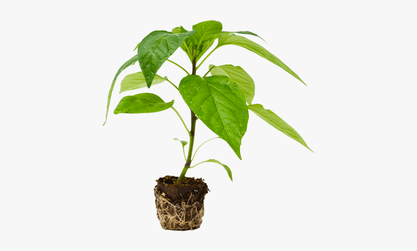 Flowerpot, HD Png Download, Free Download